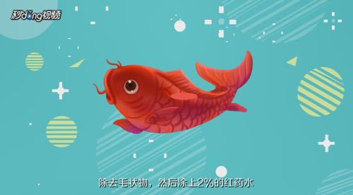 錦鯉魚體表病變的治療方法：錦鯉魚體表病變的治療方案 其他寵物 第3張