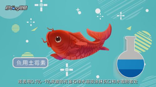 錦鯉魚體表病變的治療方法：錦鯉魚體表病變的治療方案 其他寵物 第4張