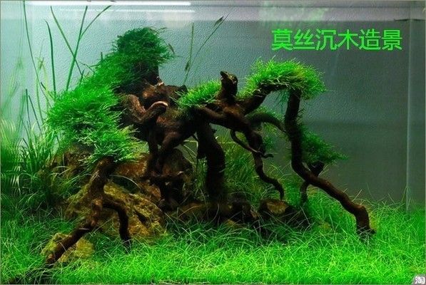 水族箱水草種植指南：水族箱水草養(yǎng)護(hù)技巧,水族箱造景搭配建議 其他寵物 第6張