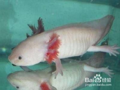 繁殖期六角恐龍魚(yú)飼料自制方法：六角恐龍魚(yú)繁殖期營(yíng)養(yǎng)需求,自制六角恐龍魚(yú)飼料保存技巧 其他寵物 第3張