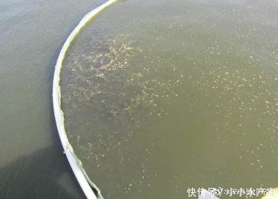 魚類繁殖水質管理常見問題：魚類水質管理報告