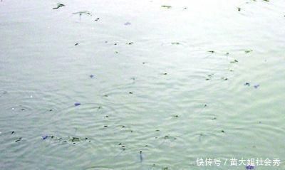 魚類繁殖水質(zhì)管理常見問題：魚類水質(zhì)管理報告 其他寵物 第3張