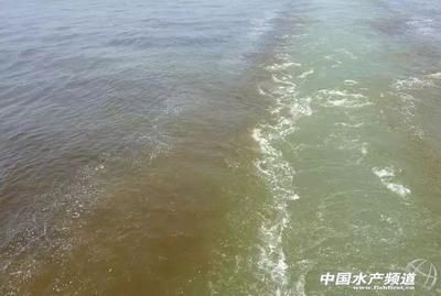 魚類繁殖水質(zhì)管理常見問題：魚類水質(zhì)管理報告 其他寵物 第4張