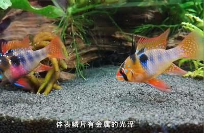 荷蘭鳳凰魚繁殖期活餌選擇：關(guān)于荷蘭鳳凰魚繁殖期活餌選擇的建議 其他寵物 第5張