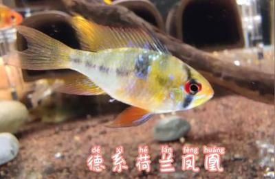 荷蘭鳳凰魚繁殖期活餌選擇：關(guān)于荷蘭鳳凰魚繁殖期活餌選擇的建議 其他寵物 第2張