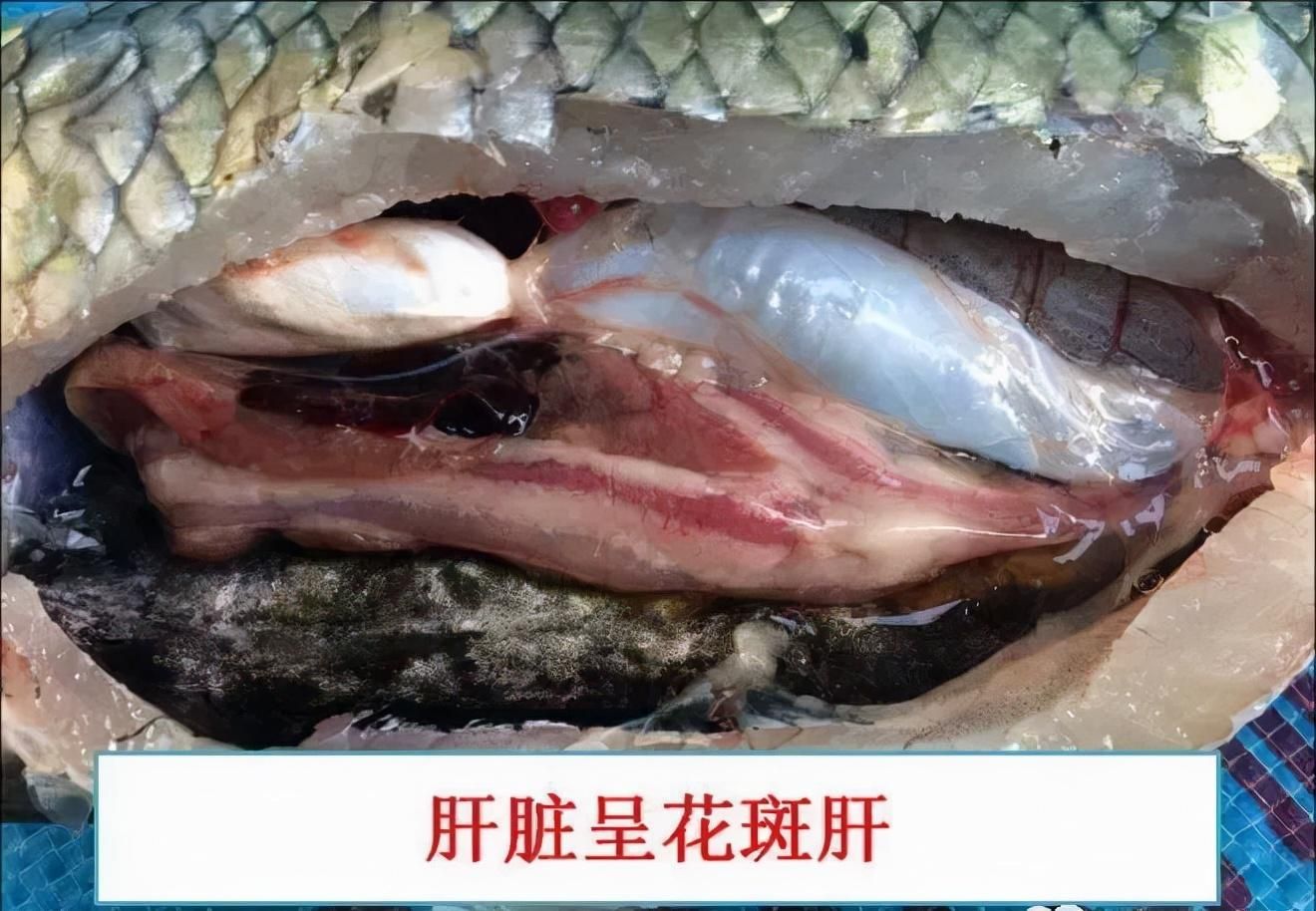 養(yǎng)殖中如何判斷魚病季節(jié)：判斷魚病季節(jié)是至關(guān)重要的，養(yǎng)殖戶應(yīng)定期檢查水質(zhì)和水溫 其他寵物 第1張