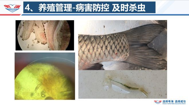 養(yǎng)殖中如何判斷魚病季節(jié)：判斷魚病季節(jié)是至關(guān)重要的，養(yǎng)殖戶應(yīng)定期檢查水質(zhì)和水溫 其他寵物 第2張