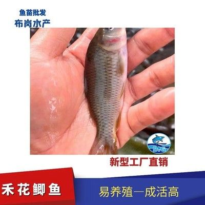 七紋巨鯉魚疾病預(yù)防：七紋巨鯉魚疾病高發(fā)季節(jié),如何判斷七紋巨鯉魚健康 其他寵物 第3張