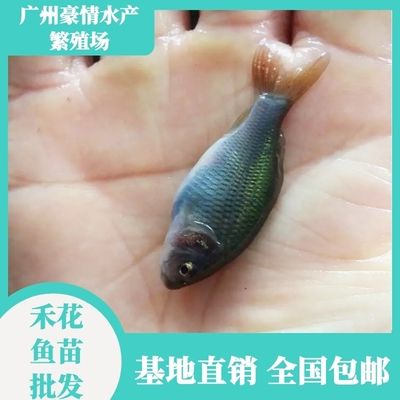 七紋巨鯉魚疾病預(yù)防：七紋巨鯉魚疾病高發(fā)季節(jié),如何判斷七紋巨鯉魚健康 其他寵物 第2張