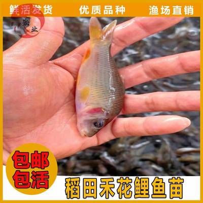 七紋巨鯉魚疾病預(yù)防：七紋巨鯉魚疾病高發(fā)季節(jié),如何判斷七紋巨鯉魚健康 其他寵物 第4張