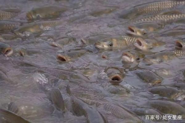 如何選擇安全的養(yǎng)魚水源：養(yǎng)魚水源選擇安全的養(yǎng)魚水源的重要性，養(yǎng)魚水源的選擇 其他寵物 第3張