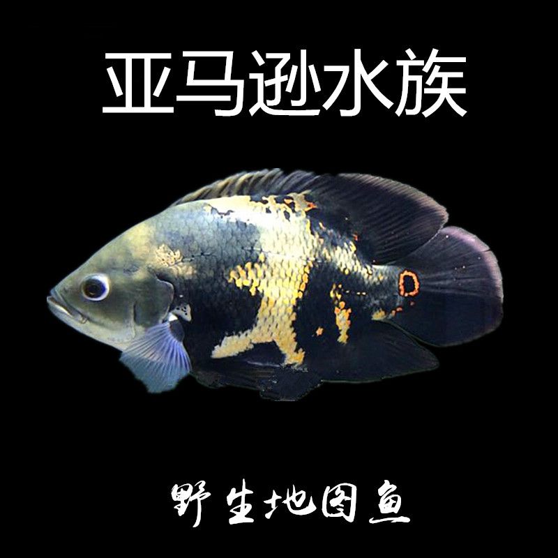 野生地圖魚保護(hù)法規(guī)查詢：關(guān)于野生地圖魚保護(hù)的相關(guān)法規(guī) 其他寵物 第2張