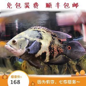 野生地圖魚保護(hù)法規(guī)查詢：關(guān)于野生地圖魚保護(hù)的相關(guān)法規(guī) 其他寵物 第5張