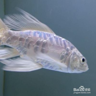 蝴蝶鯉幼魚飼料保存方法：如何判斷蝴蝶鯉幼魚飼料是否變質(zhì)，蝴蝶鯉幼魚飼料開封后保存方法 其他寵物 第5張