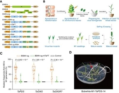 生物工程技術(shù)改良作物效果：生物工程技術(shù)在改良作物中的應(yīng)用 其他寵物 第5張