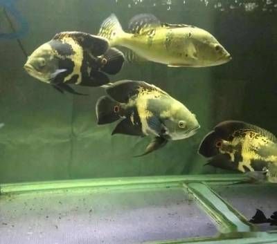 三間魚繁殖飼料搭配建議：三間魚的飼料搭配應(yīng)當(dāng)以高質(zhì)量的肉食性飼料為基礎(chǔ) 其他寵物 第5張