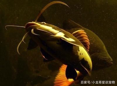 如何判斷招財貓魚腸炎：招財貓魚腸炎與營養(yǎng)不良區(qū)別, 其他寵物 第5張