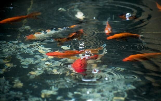 蝴蝶魚(yú)豎鱗病的早期癥狀：蝴蝶鯉豎鱗病的早期癥狀