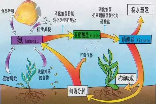 如何調(diào)節(jié)水族箱水質(zhì)適應(yīng)兩種魚(yú)類(lèi)：調(diào)節(jié)水族箱水質(zhì)以適應(yīng)兩種不同的魚(yú)類(lèi) 其他寵物 第6張