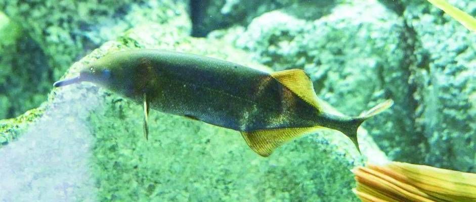 象鼻魚(yú)夜行覓食的生態(tài)意義：象鼻魚(yú)夜行覓食的生理機(jī)制