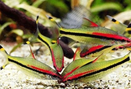 黑影道人魚飼養(yǎng)難度：黑影道人魚最佳水溫范圍,黑影道人魚混養(yǎng)搭配指南 其他寵物 第2張