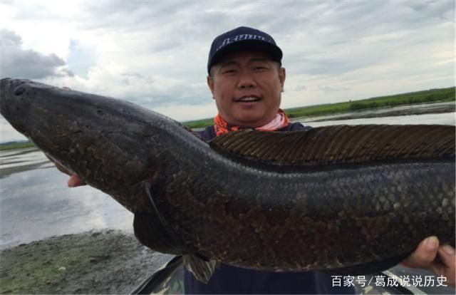 黑影道人魚飼養(yǎng)難度：黑影道人魚最佳水溫范圍,黑影道人魚混養(yǎng)搭配指南 其他寵物 第4張