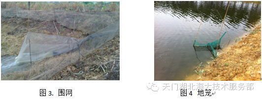 塘角魚苗常見(jiàn)疾病及防治：塘角魚苗常見(jiàn)疾病及其防治