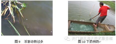 塘角魚苗常見疾病及防治：塘角魚苗常見疾病及其防治 其他寵物 第5張