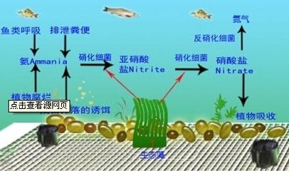 隔離期間水質(zhì)管理技巧：有效的隔離期間水質(zhì)管理技巧 其他寵物 第4張