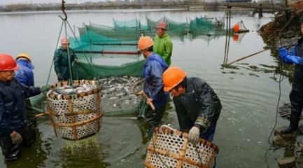 魚苗養(yǎng)殖環(huán)境優(yōu)化方案：魚苗養(yǎng)殖環(huán)境優(yōu)化方案提高養(yǎng)殖效率和成活率和成活率