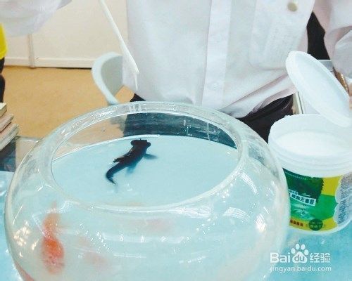 冬季金魚(yú)水溫管理技巧：冬季金魚(yú)水溫管理 其他寵物 第2張