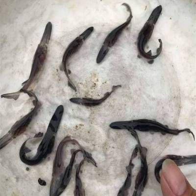 鴨嘴魚飼料耐水性測(cè)試方法：鴨嘴魚飼料耐水性測(cè)試 其他寵物 第1張