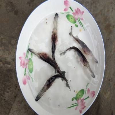 鴨嘴魚飼料耐水性測(cè)試方法：鴨嘴魚飼料耐水性測(cè)試 其他寵物 第2張