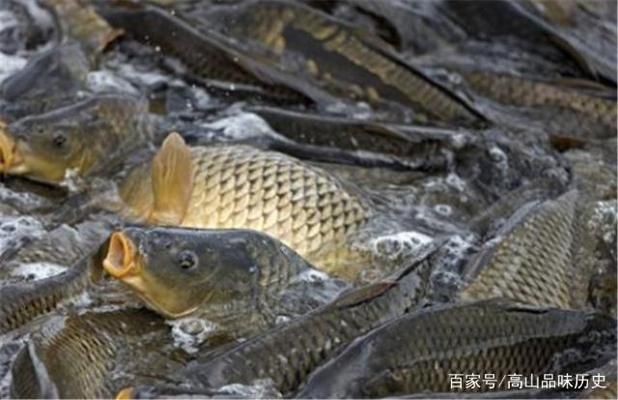 蝴蝶鯉魚苗疾病預(yù)防指南：蝴蝶鯉魚疾病預(yù)防指南 其他寵物 第4張