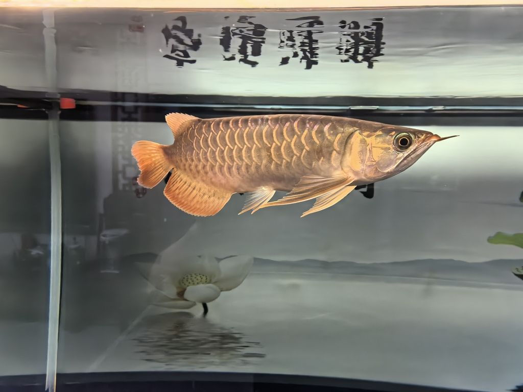 亞馬遜河魚類繁殖習(xí)性研究：亞馬遜河魚類的繁殖習(xí)性 其他寵物 第1張