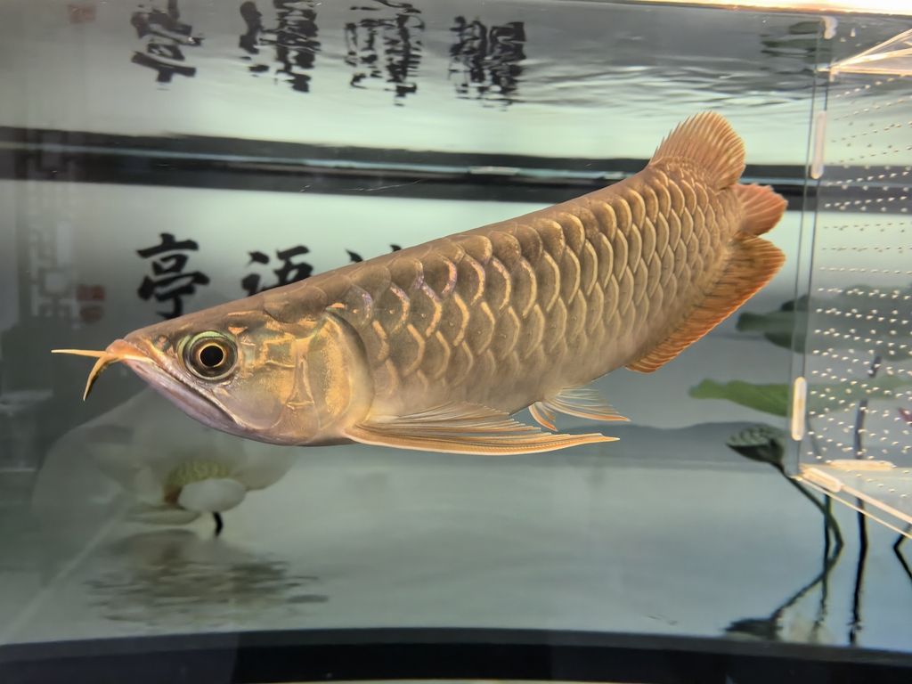 亞馬遜河魚類繁殖習(xí)性研究：亞馬遜河魚類的繁殖習(xí)性 其他寵物 第2張