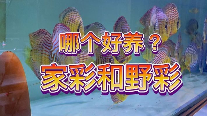 如何辨別野生與養(yǎng)殖神仙魚：如何辨別野生神仙魚