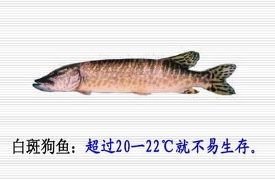 魚種特性分析的具體內(nèi)容：關(guān)于魚種特性分析的詳細(xì)闡述 其他寵物 第2張