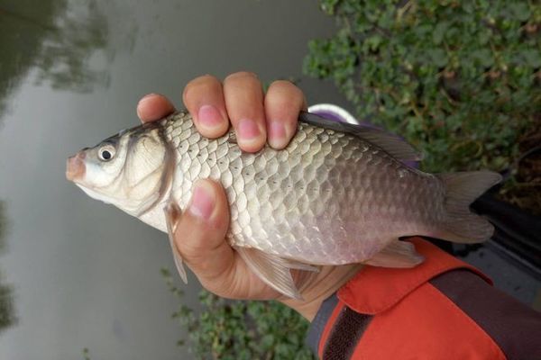 鯽魚餌料添加劑效果：冬季釣魚餌料添加劑選擇，鯽魚餌料添加劑效果對比，自制鯽魚餌料添加劑方法 其他寵物 第3張