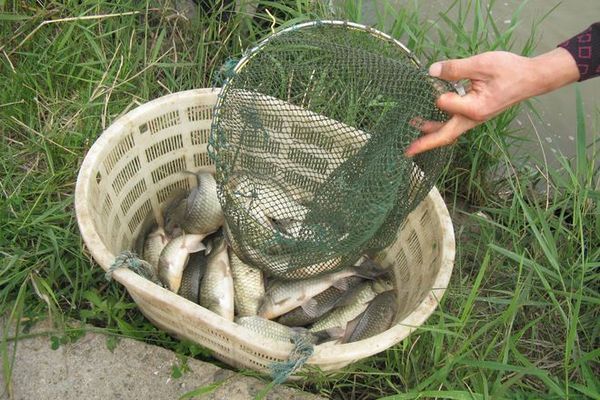 鯽魚餌料添加劑效果：冬季釣魚餌料添加劑選擇，鯽魚餌料添加劑效果對比，自制鯽魚餌料添加劑方法 其他寵物 第4張