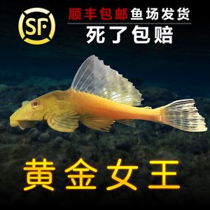 女王大帆魚水質(zhì)管理技巧：養(yǎng)殖女王大帆魚需要注意以下幾個方面的水質(zhì)管理技巧 其他寵物 第4張