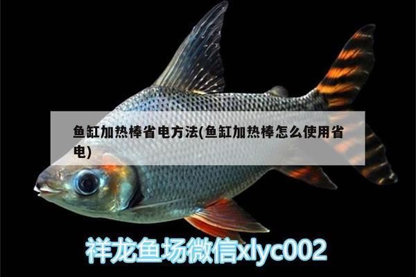 三間鼠魚苗冬季保溫技巧：三間鼠魚冬季保溫方法，魚苗過冬溫度控制要點 其他寵物 第2張