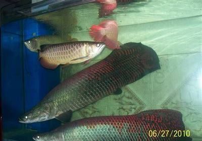 海象魚品種的飼養(yǎng)難度：如何管理海象魚的水質(zhì)，海象魚飼養(yǎng)空間要求 其他寵物 第2張