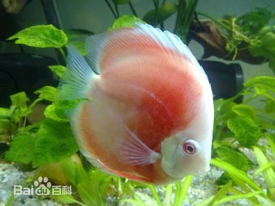 神仙魚適宜水溫范圍設(shè)定：神仙魚最佳生長水溫如何控制？ 其他寵物 第5張