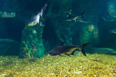 鴨嘴鯊夜行期間水質(zhì)變化：夜行性魚(yú)類對(duì)水族箱生態(tài)的影響