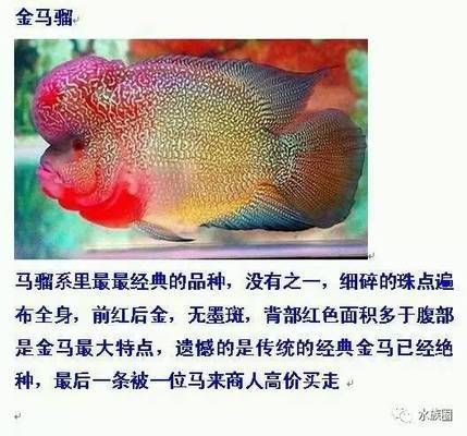 羅漢魚品種價格對比：羅漢魚價格對比