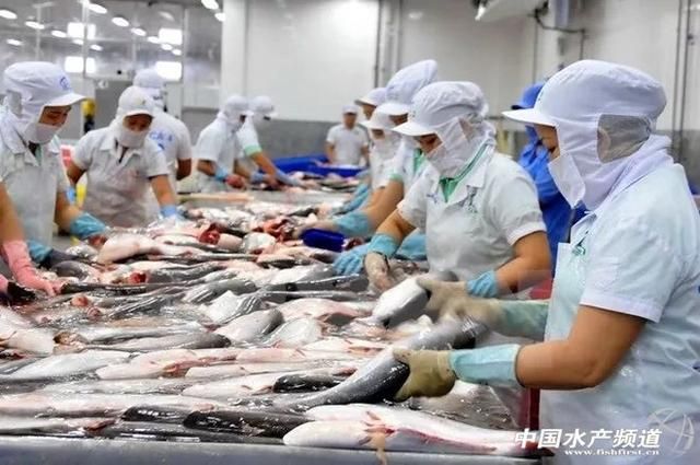 巴沙魚國際市場價格走勢：巴沙魚價格在進(jìn)入2025年之后經(jīng)歷了顯著波動 其他寵物 第3張