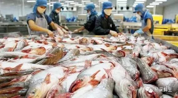 巴沙魚國際市場價格走勢：巴沙魚價格在進(jìn)入2025年之后經(jīng)歷了顯著波動 其他寵物 第2張