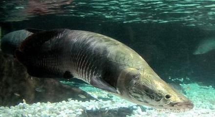 海象魚飼料種類及搭配：海象魚飼料保存方法， 其他寵物 第1張