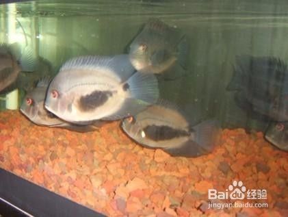 黑云魚(yú)冬季保溫方法：冬季黑云魚(yú)的保溫方法 其他寵物 第3張